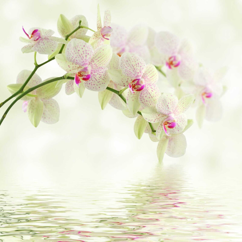 Svetlé orchidey nad vodou — celý dizajn