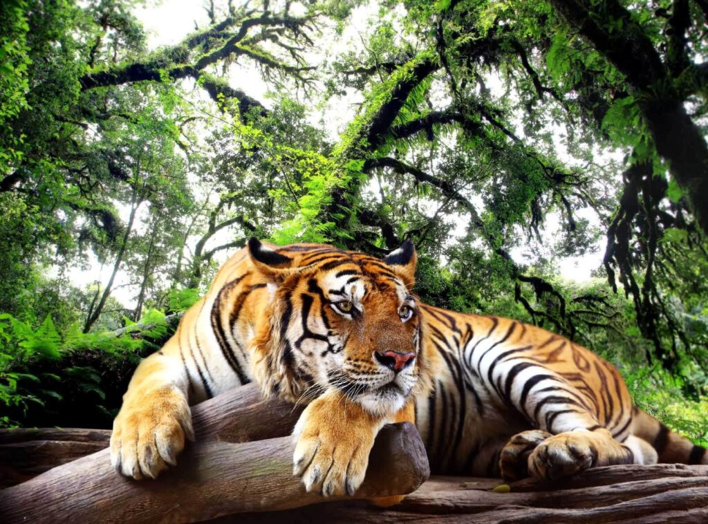 Tiger odpočíva pod konármi — celý dizajn