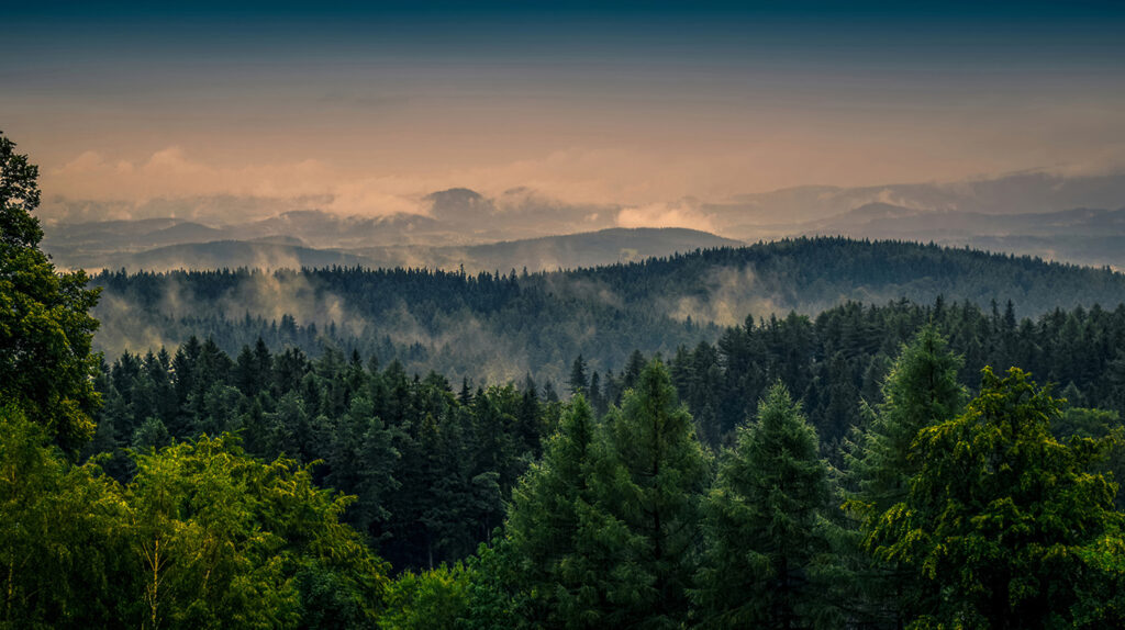 Posledné svetlo nad borovicami — celý dizajn